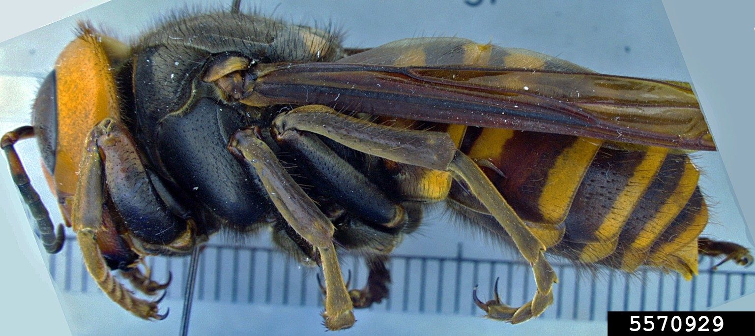 Giant Asian Hornet Queen   Image 